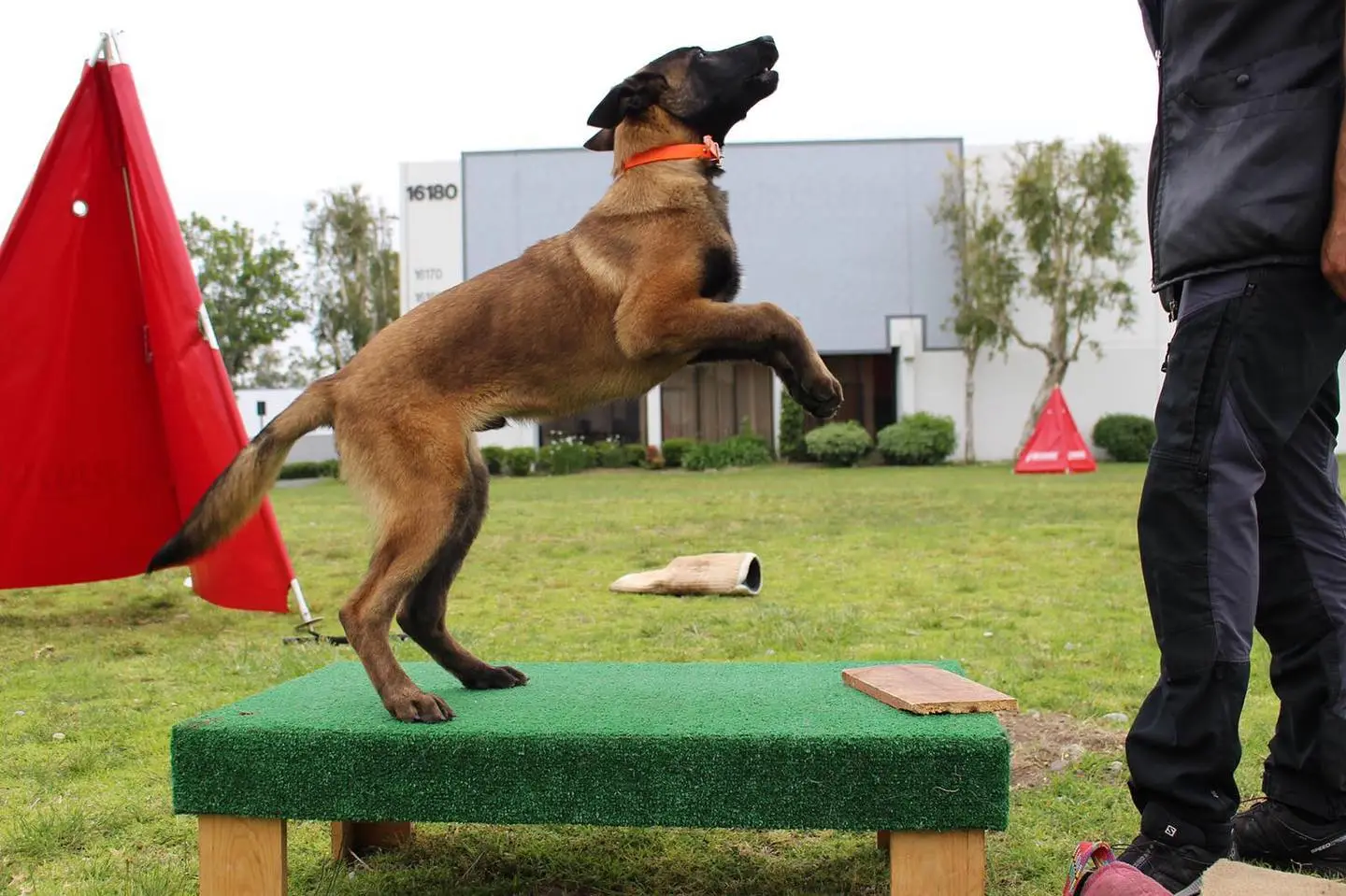 Elevate Your Dog’s Behavior with a Proven K9 Training Program